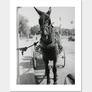 A Mule in New Orleans Posters and Art